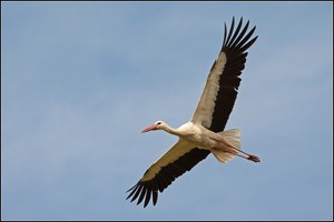 Weißstorch im Flug