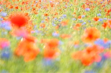 ~ Mohn-Aquarell ~