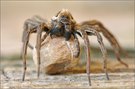 ~ Arachnophobie ~