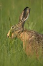 "Wiesenbocksbart...!"