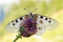 Roter Apollo - Parnassius apollo