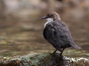 Forumseinstand mit Wasseramsel