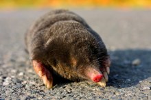 Europäischer Maulwurf (Talpa europaea)