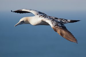 junger Basstölpel im Flug