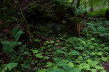 Urwald im Allgäu