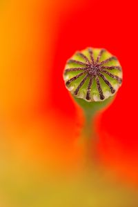 Papaver