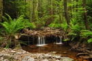 Zoppatenbach im Fichtelgebirge