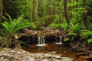 Zoppatenbach im Fichtelgebirge