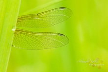 Sympetrum flaveolum - Gefleckte Heidelibelle