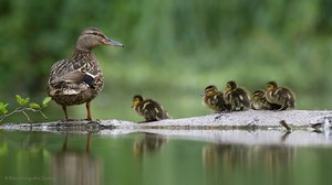 "Familienglück"
