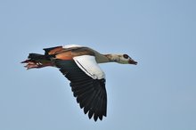 Nilgans