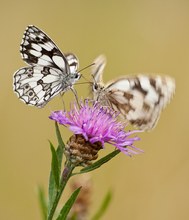 Schachbrettfalterpärchen