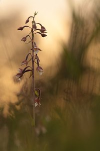 Die Baggersee-Orchidee