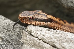 Vipera berus