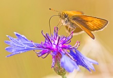 Raumgleiter "dicky" auf Kleinstplanet Centaurea..