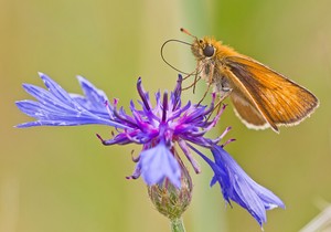 "dicky" rollt den Tankschlauch ein...