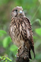 Falken-Nestling