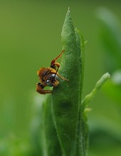 Kleine Wollbiene ?