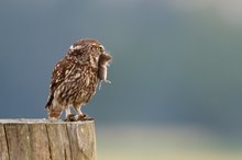 Steinkauz (Athene noctua) mit erbeuteter Maus II