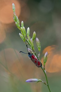 ~ Gute Nacht Widderchen ~