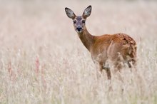 Reh (Capreolus capreolus)