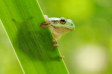 Laubfrosch (Hyla arborea)