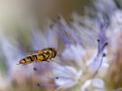 Anflug auf die Pollenmahlzeit