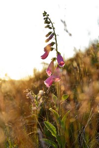 Sommer im Sauerland...