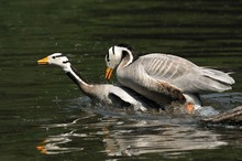 Spaß im Teich