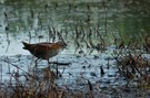 Teichhuhn auf großem Fuß