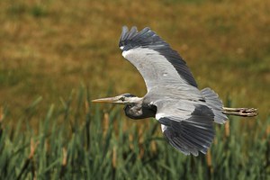 Gleitflug