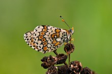 Roter Scheckenfalter