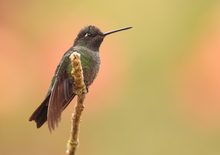 Violettkron-Brilliantkolibri .Eugenes fulgens