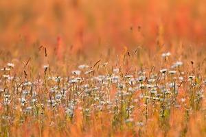 Margeriten (Leucanthemum vulgare) im abendlichen Gegenlicht