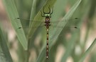 Oxygastra curtisii Draufsicht
