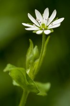 Gras-Sternmiere (Stellaria gramminae L.)