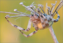 Vierfleck-Kreuzspinne - Araneus quadratus