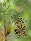 'Mein' fertiger Schwalbenschwanz neben seiner Puppe...