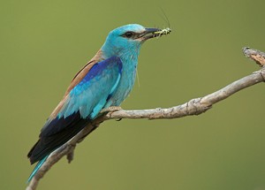 Blauracke