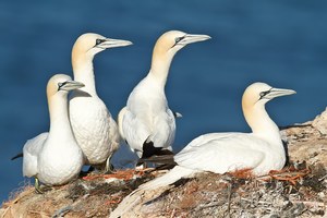 Basstölpelpaare am Nistplatz