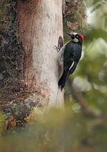 Eichelspecht  -   (Melanerpes formicivorus)