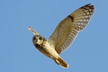 Sumpfohreule beim Revierflug 2