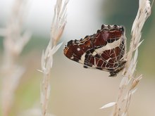 ~ Dieses Landkärtchen... ~