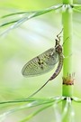 Eintagsfliege auf Schachtelhalm