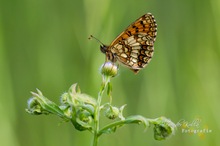 Wachtelweizen-Scheckenfalter (M. athalia)