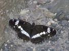 Kleiner Eisvogel (Limenitis camilla)