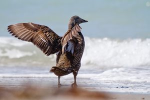 Eiderente (Somateria mollissima) am Nordseestrand