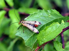 Skorpionfliege, männlich