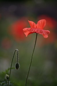 Mohn am Wegrand