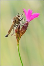 Schlichte Raubfliege